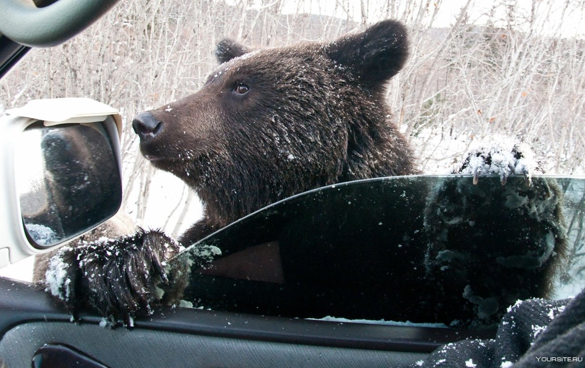 Медведь в машине