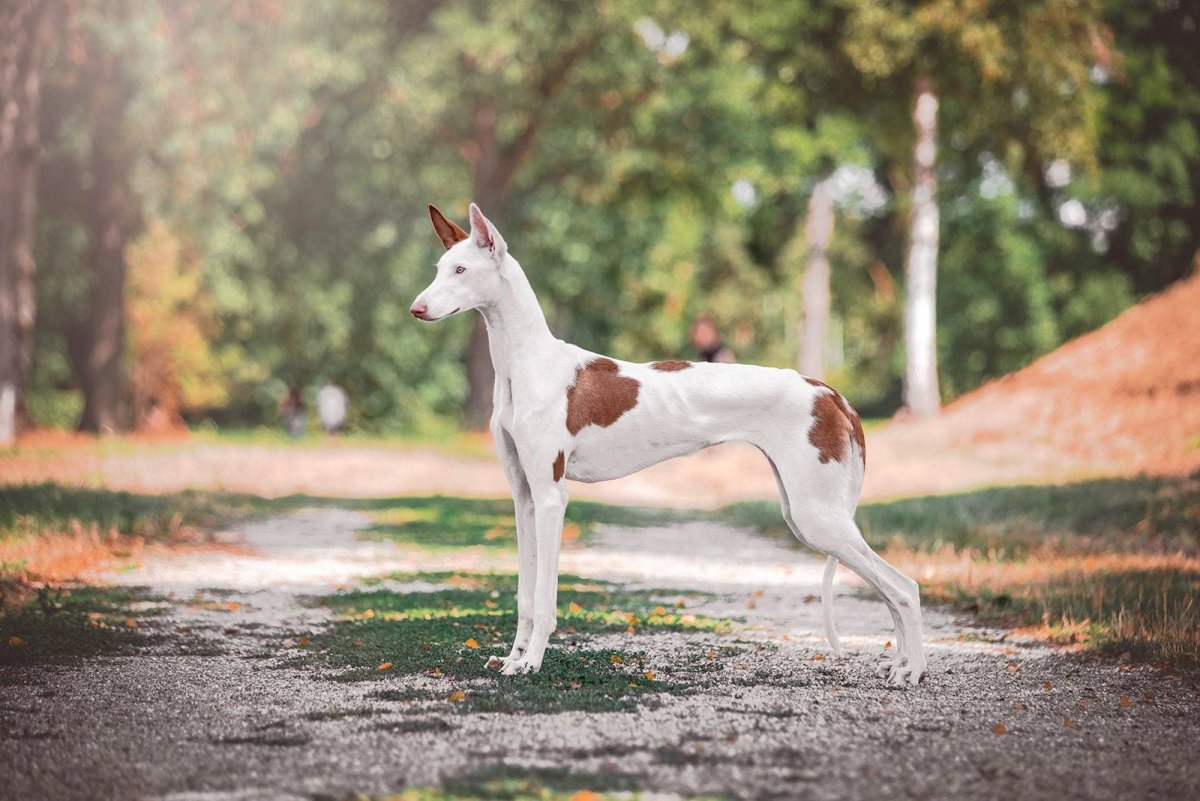 Ивисская гончая Поденко ибиценко