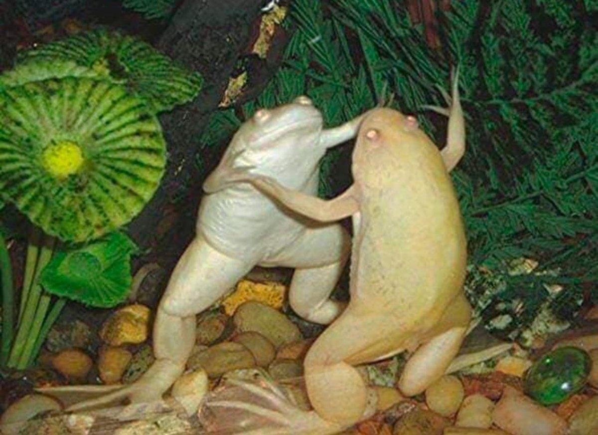 Шпорцевая лягушка