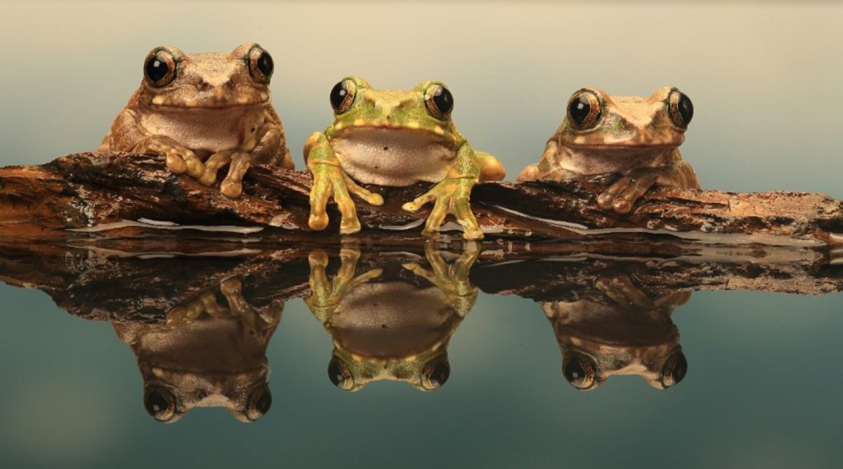 Лягушка на бревне