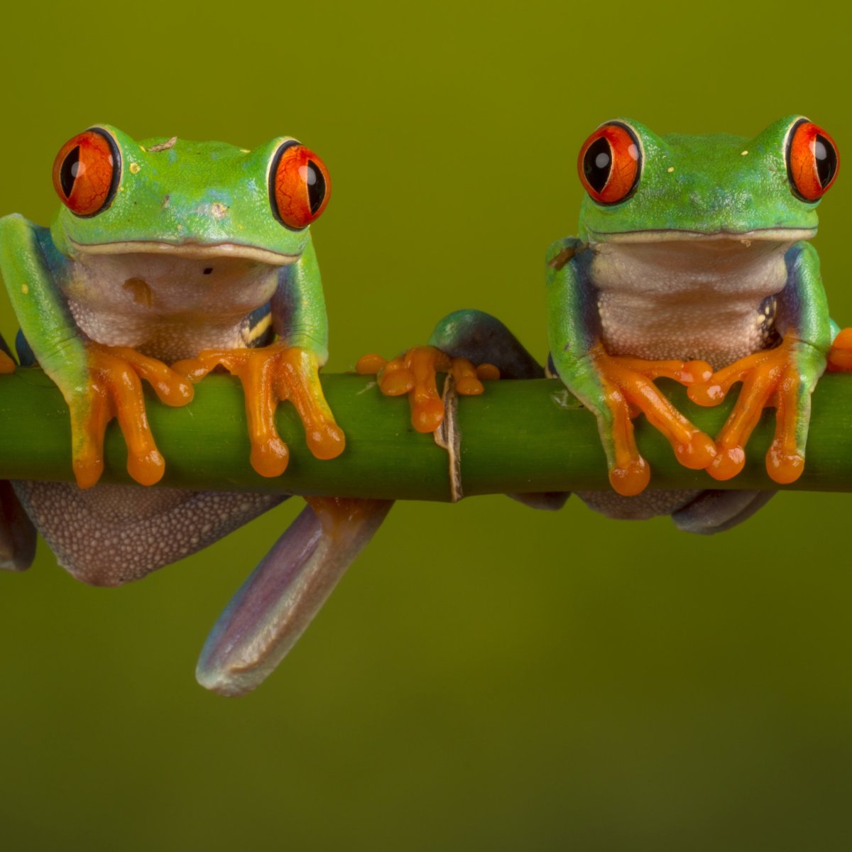 Две лягушки