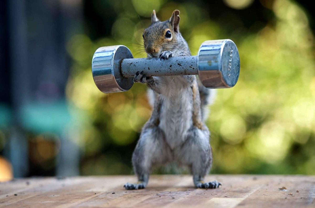 Накаченные булки