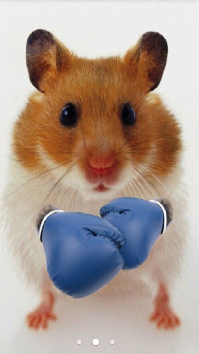 Веселый хомяк
