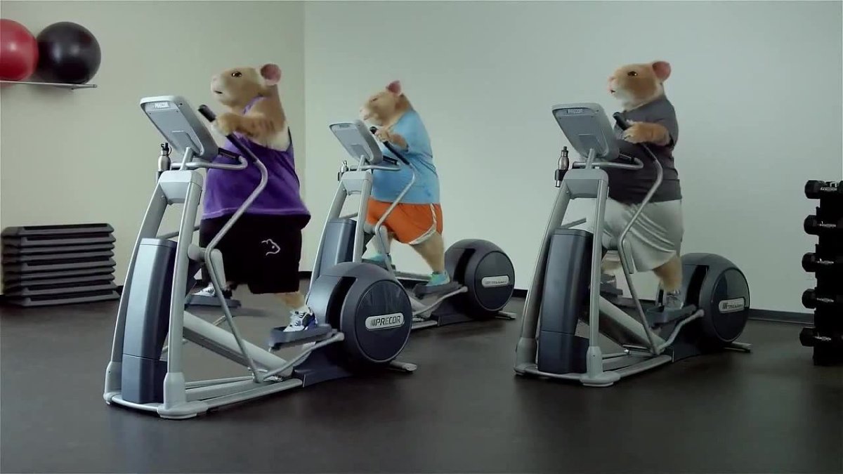 Хомяк в тренажерном зале