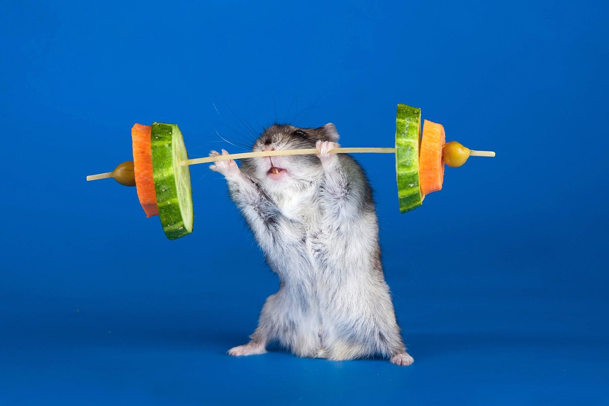 Хомяк качок