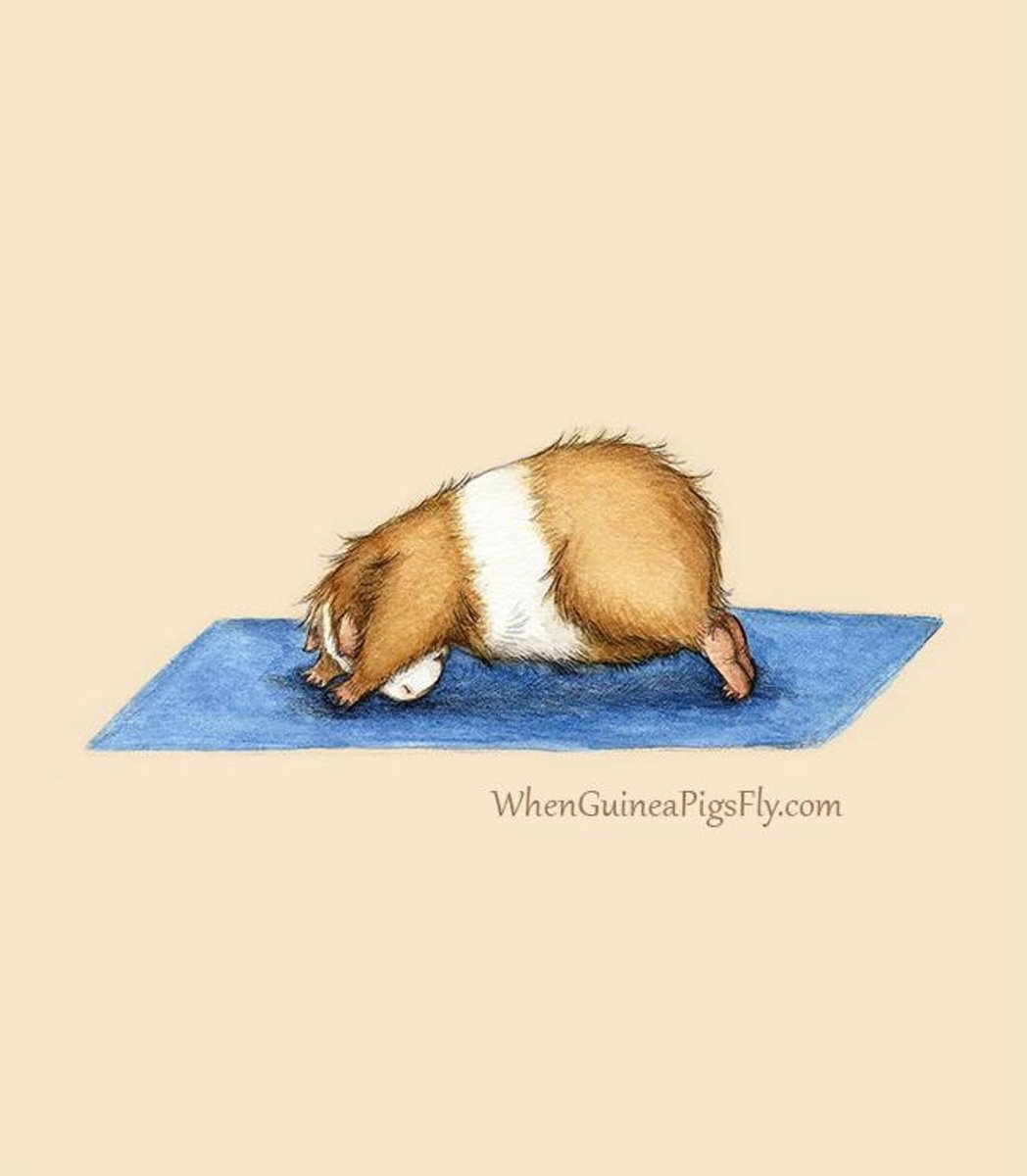 Хомяк занимается йогой