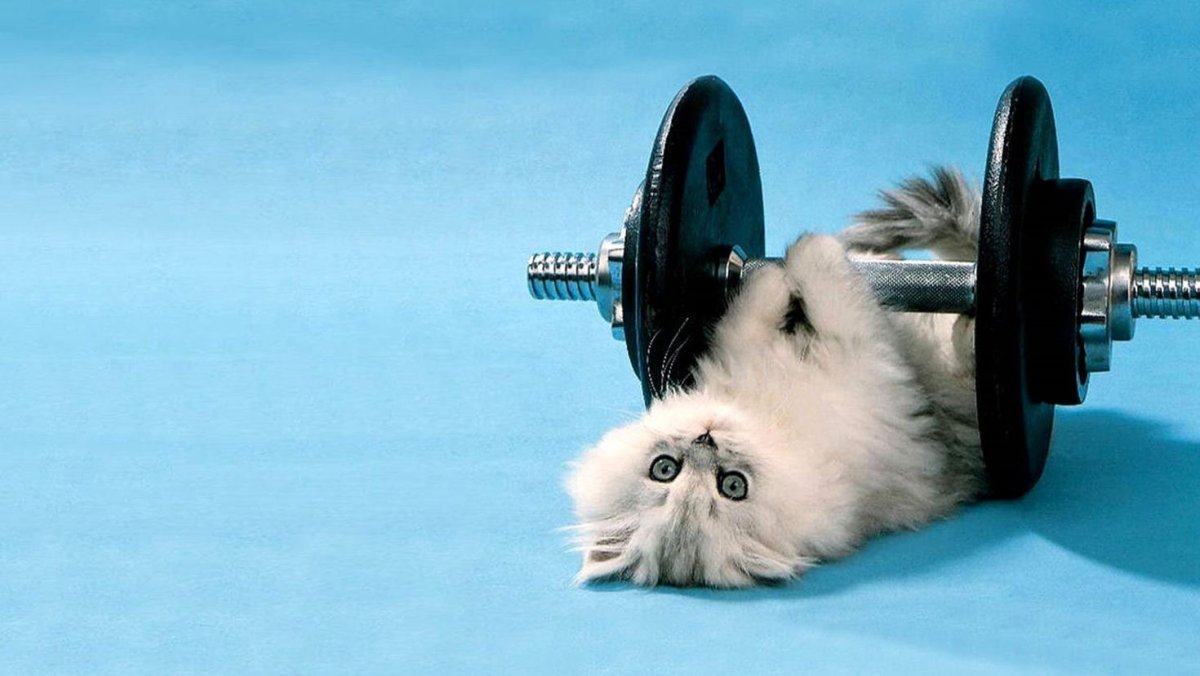 Кот спортсмен