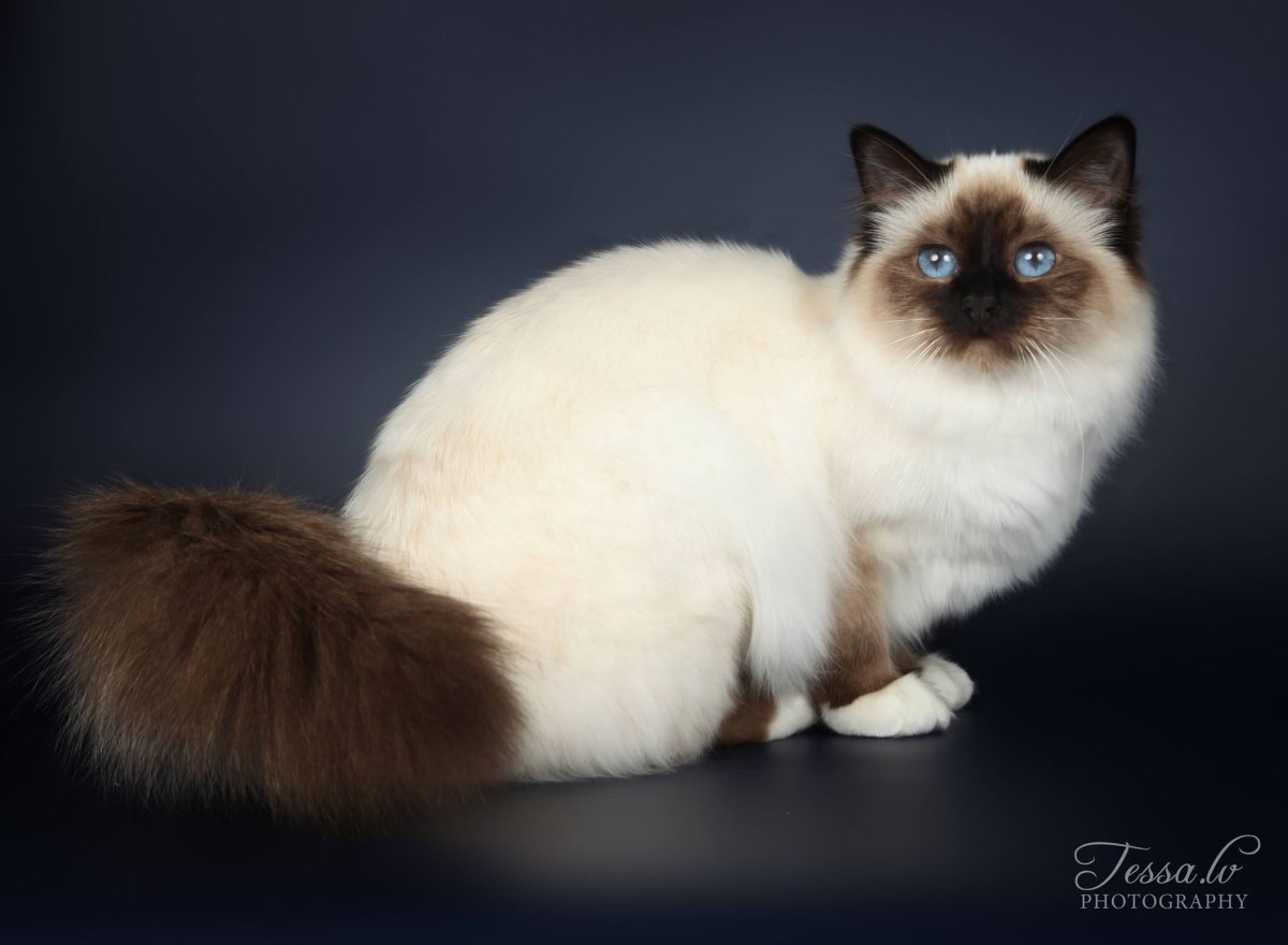 Святая Бирма порода кошек