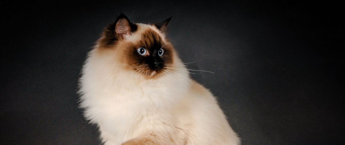 Рэгдолл и Невская маскарадная