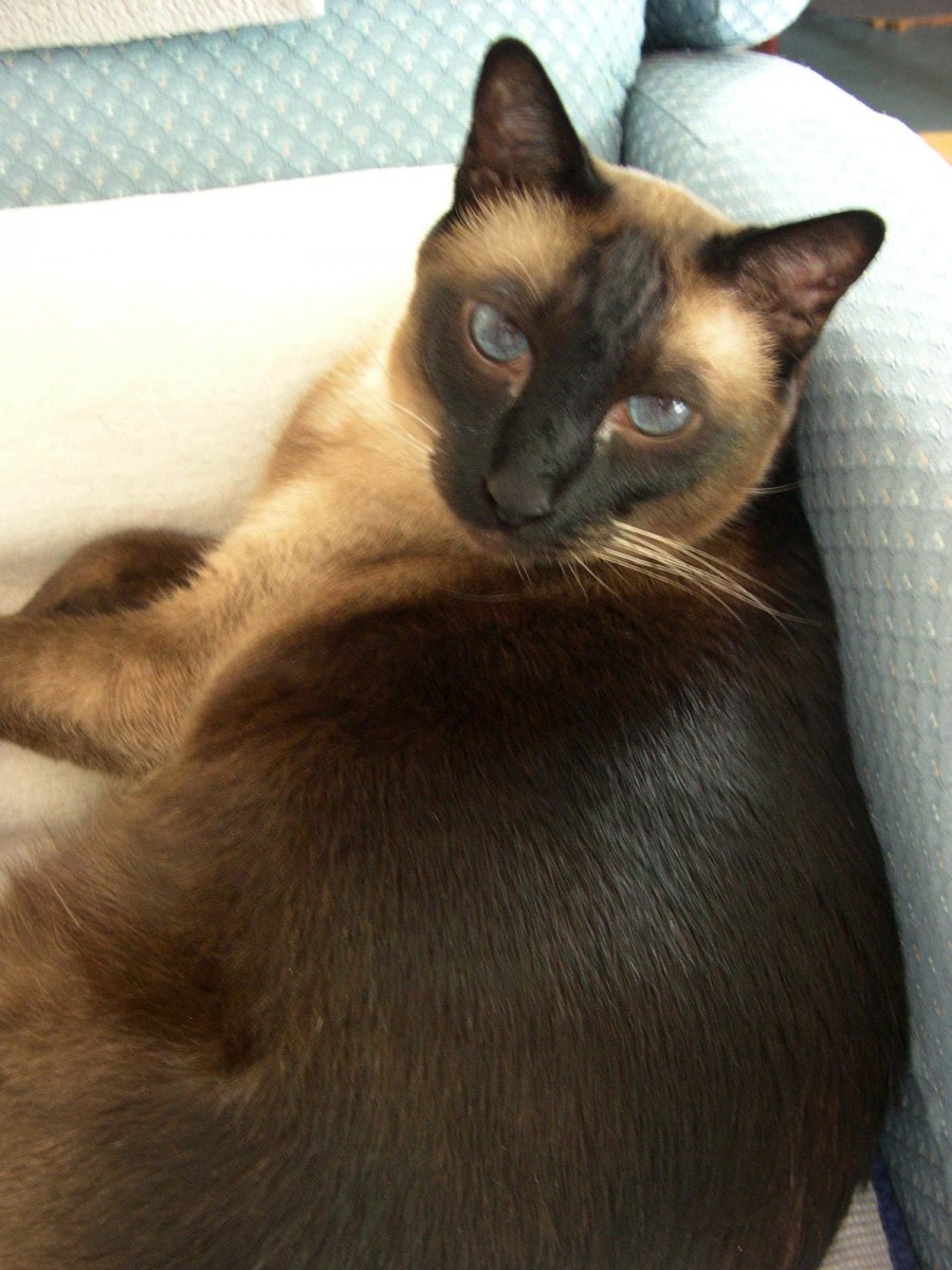 Метис тайской кошки