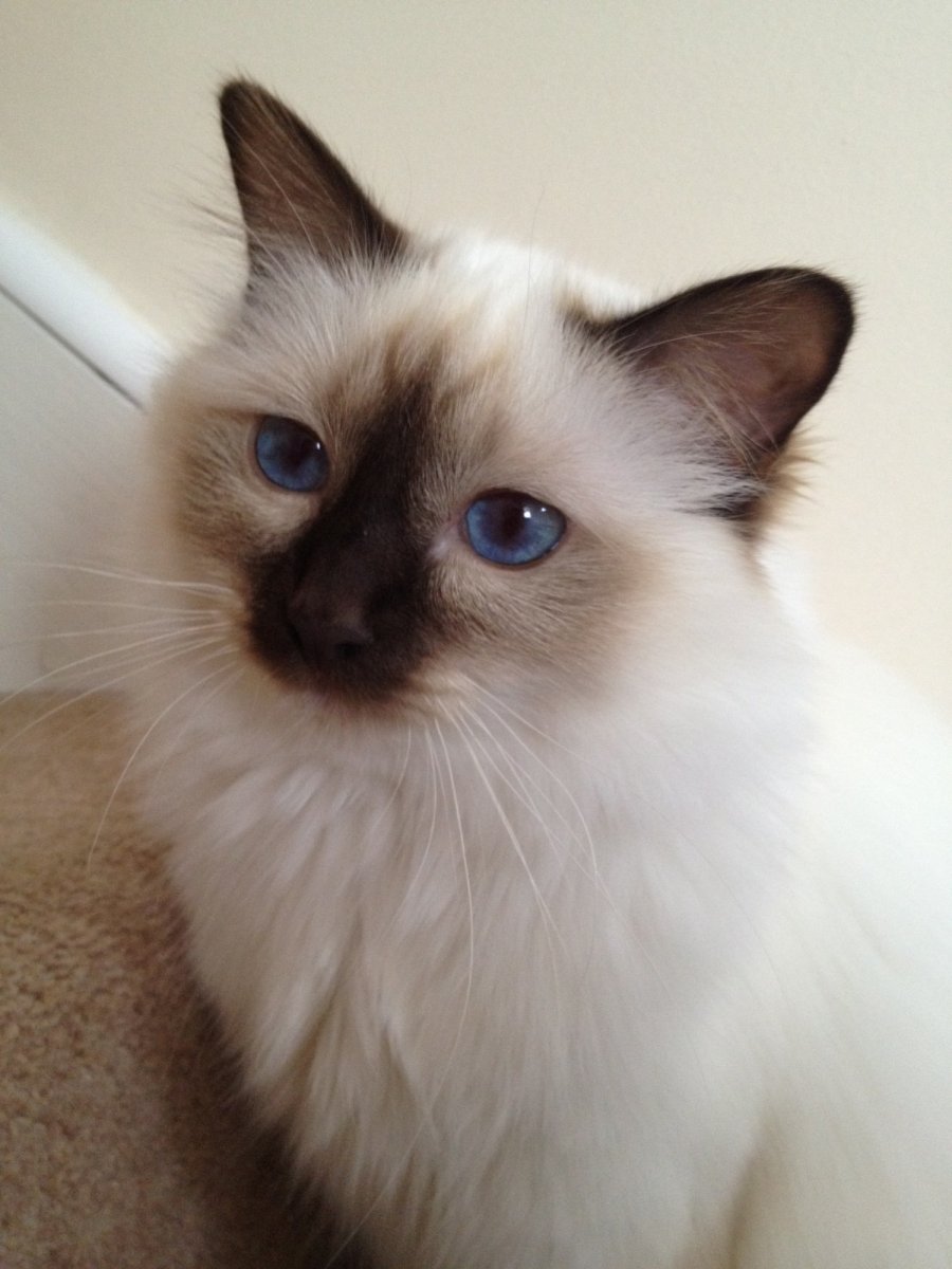 Бирманский Рэгдолл