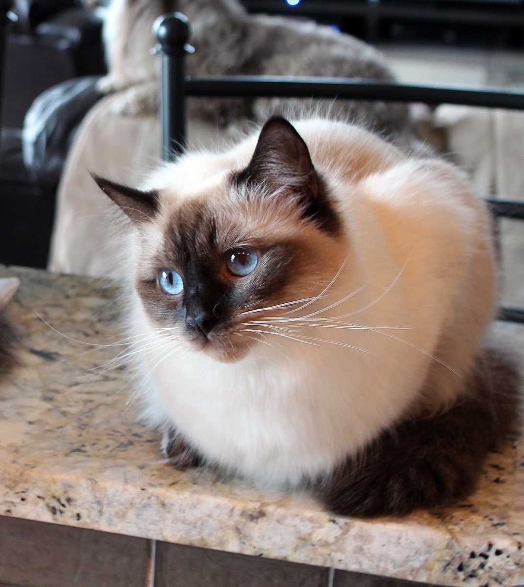 Бирманская кошка