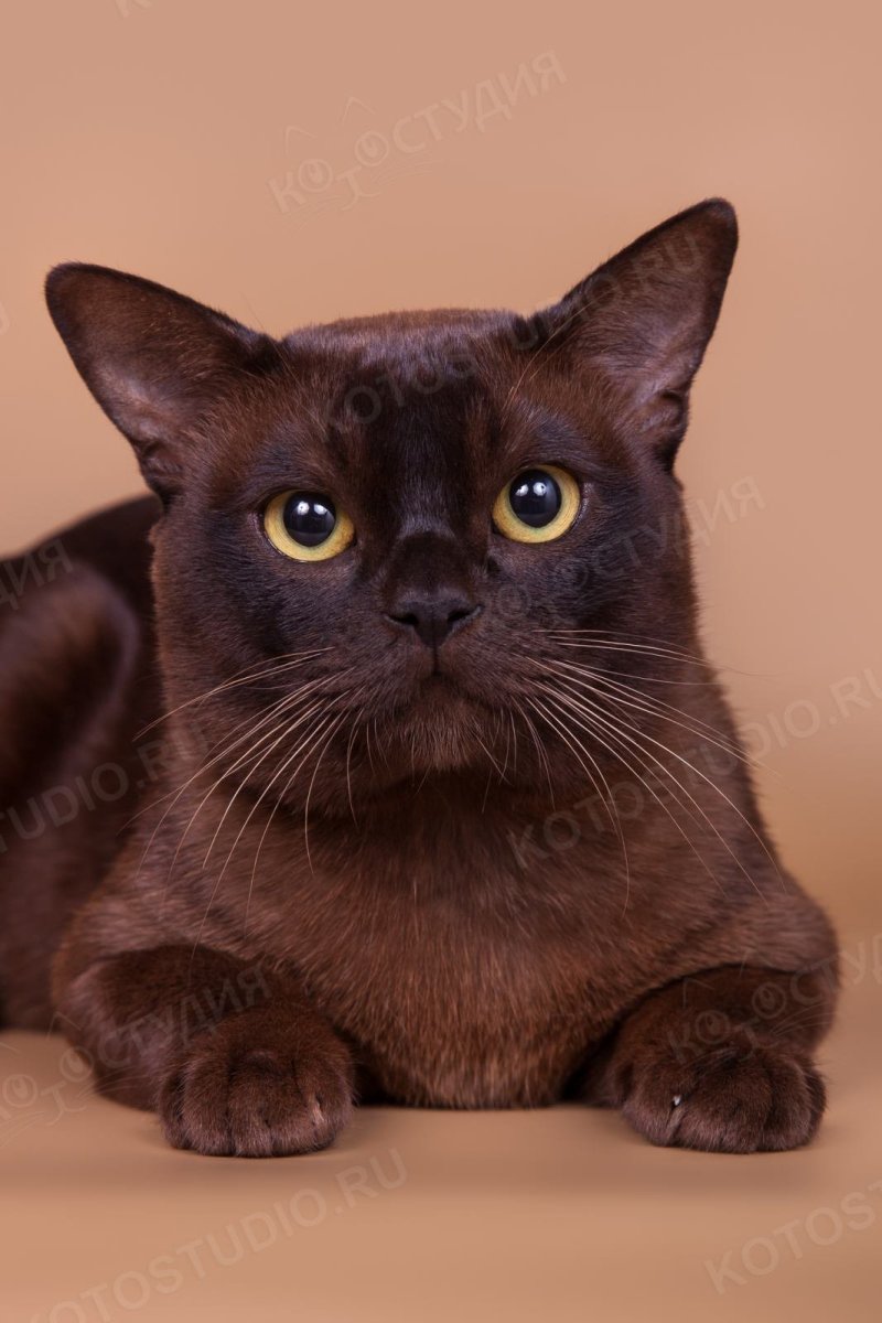 Европейская Бурма