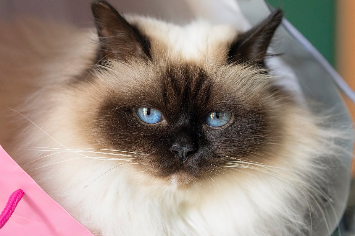 Бирманская кошка с голубыми глазами