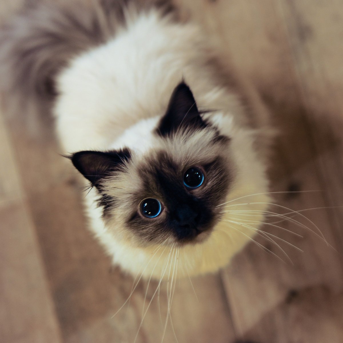 Сиамский Рэгдолл