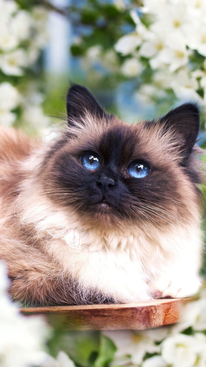 Рэгдолл бирманская Невская