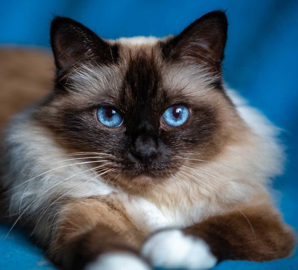 Порода кошек Священная Бирма