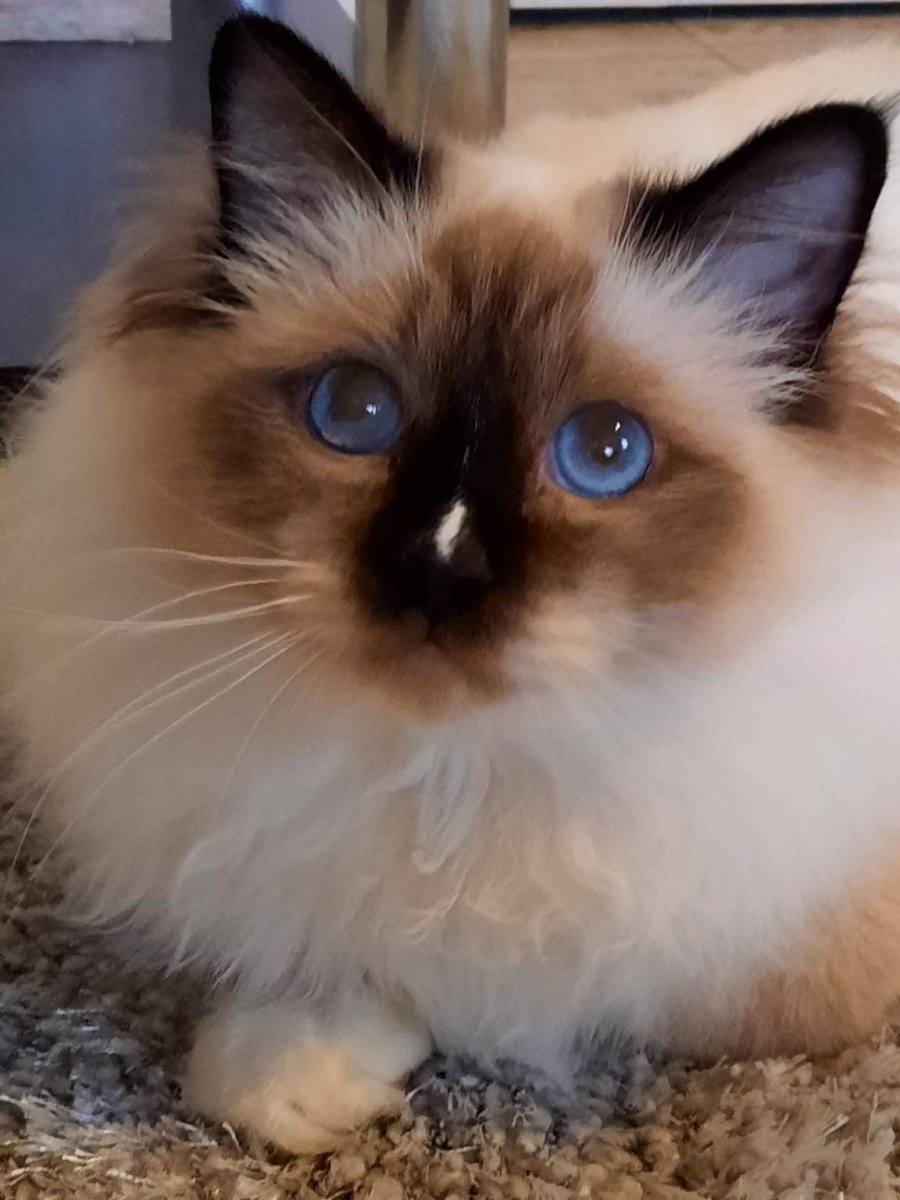 Бирманская кошка цена