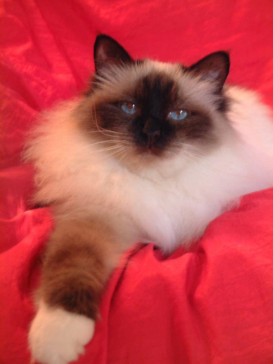 Бирманский Рэгдолл