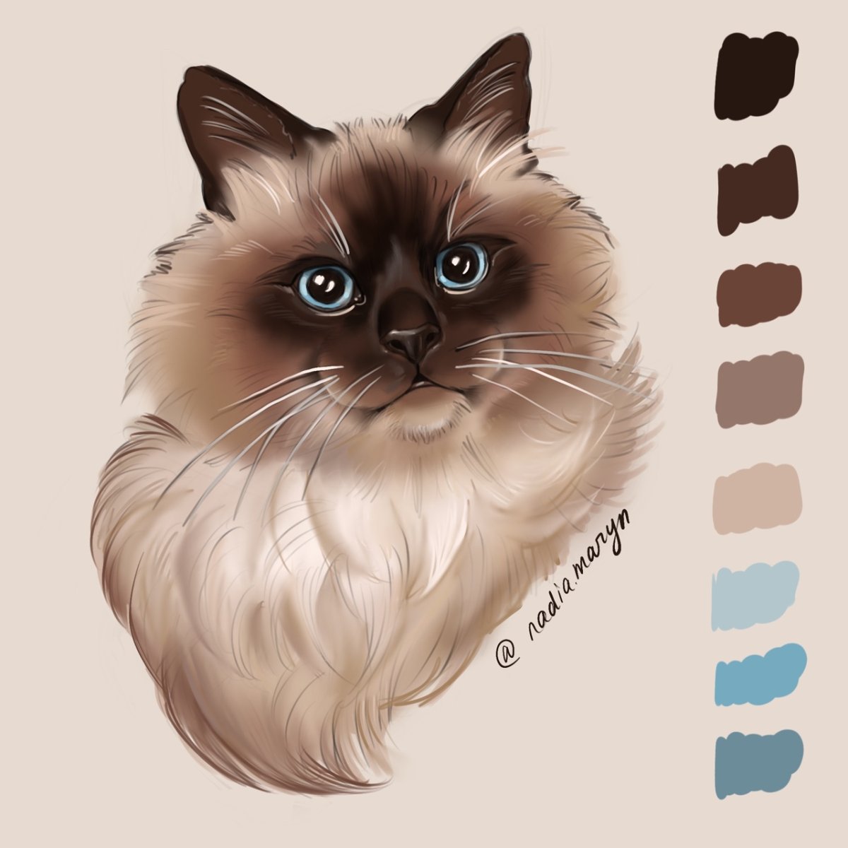 Бирманский кот иллюстрация