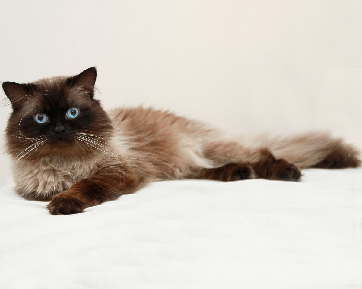 Гималайский колор-Пойнт кошка