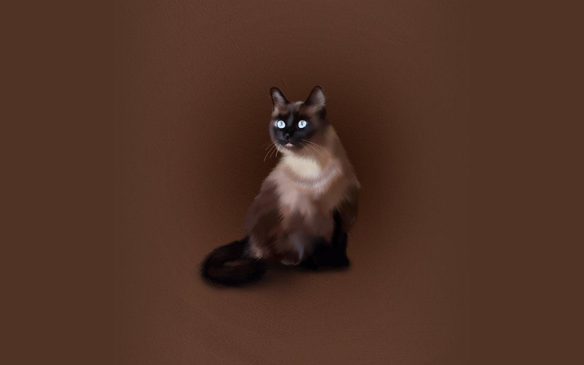 Сноу-Шу кошка