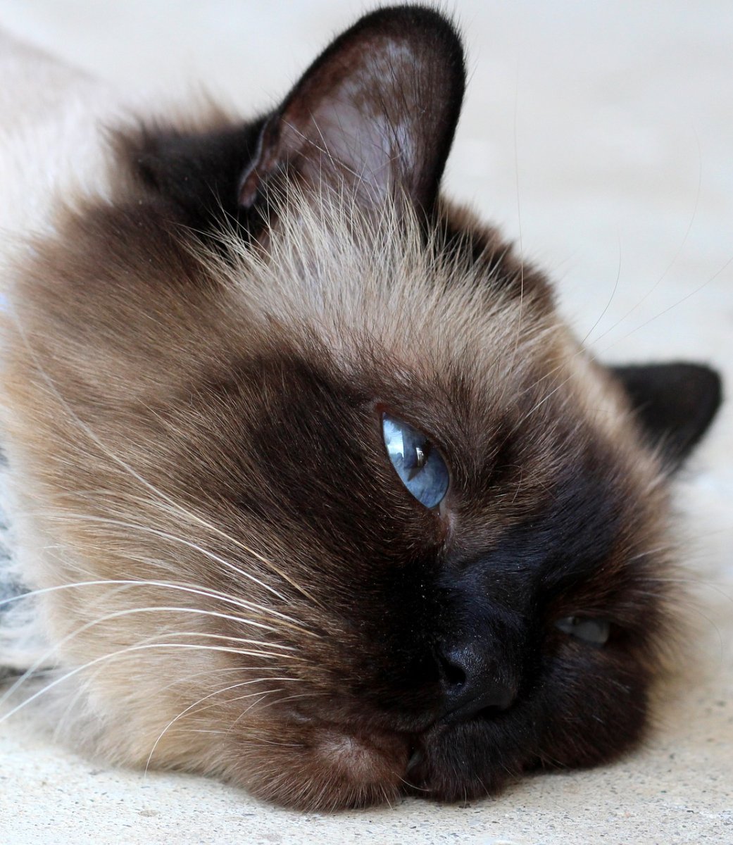 Бирманская кошка котята