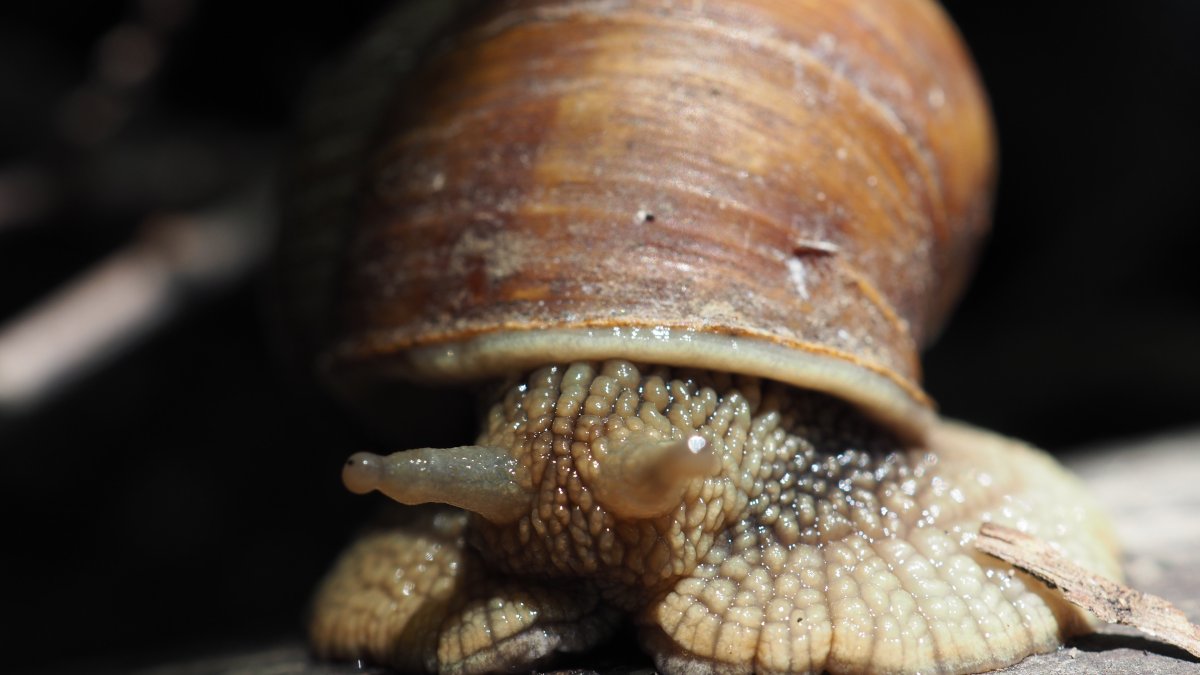 Виноградная улитка зубы