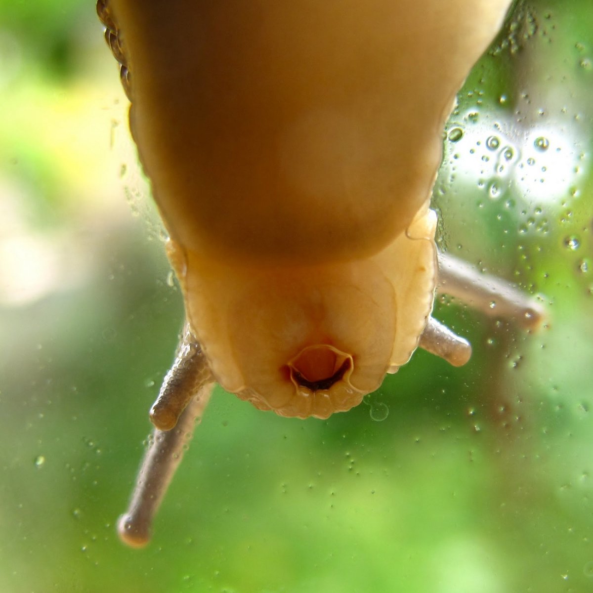 Виноградная улитка зубы