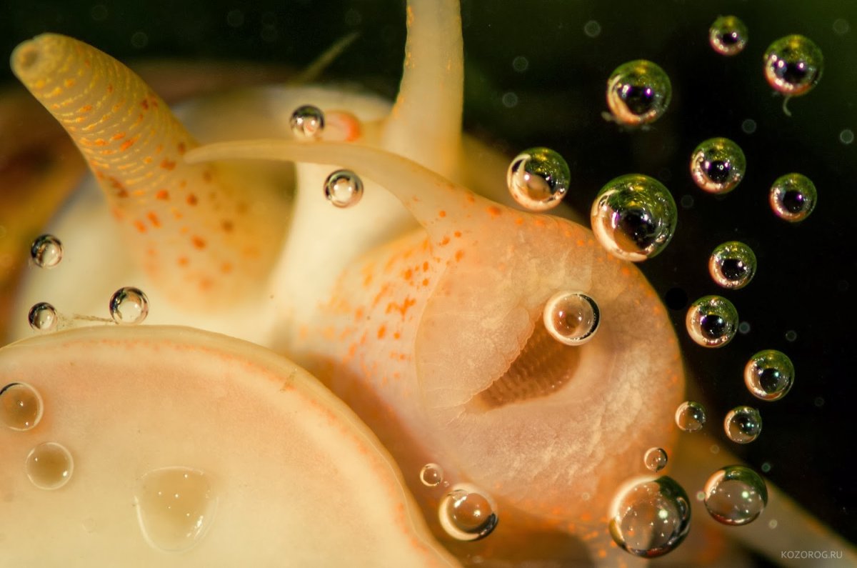 Зубы ампулярии улитки