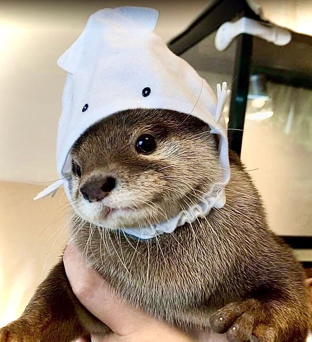 Выдра домашняя