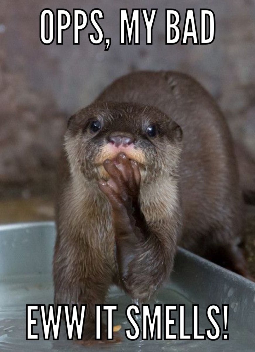 Выдра Живая