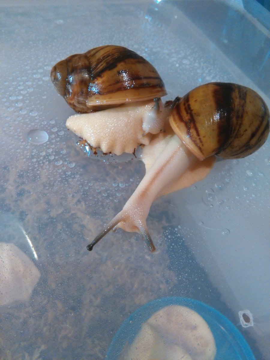 Ахатина фулика улитка зубы