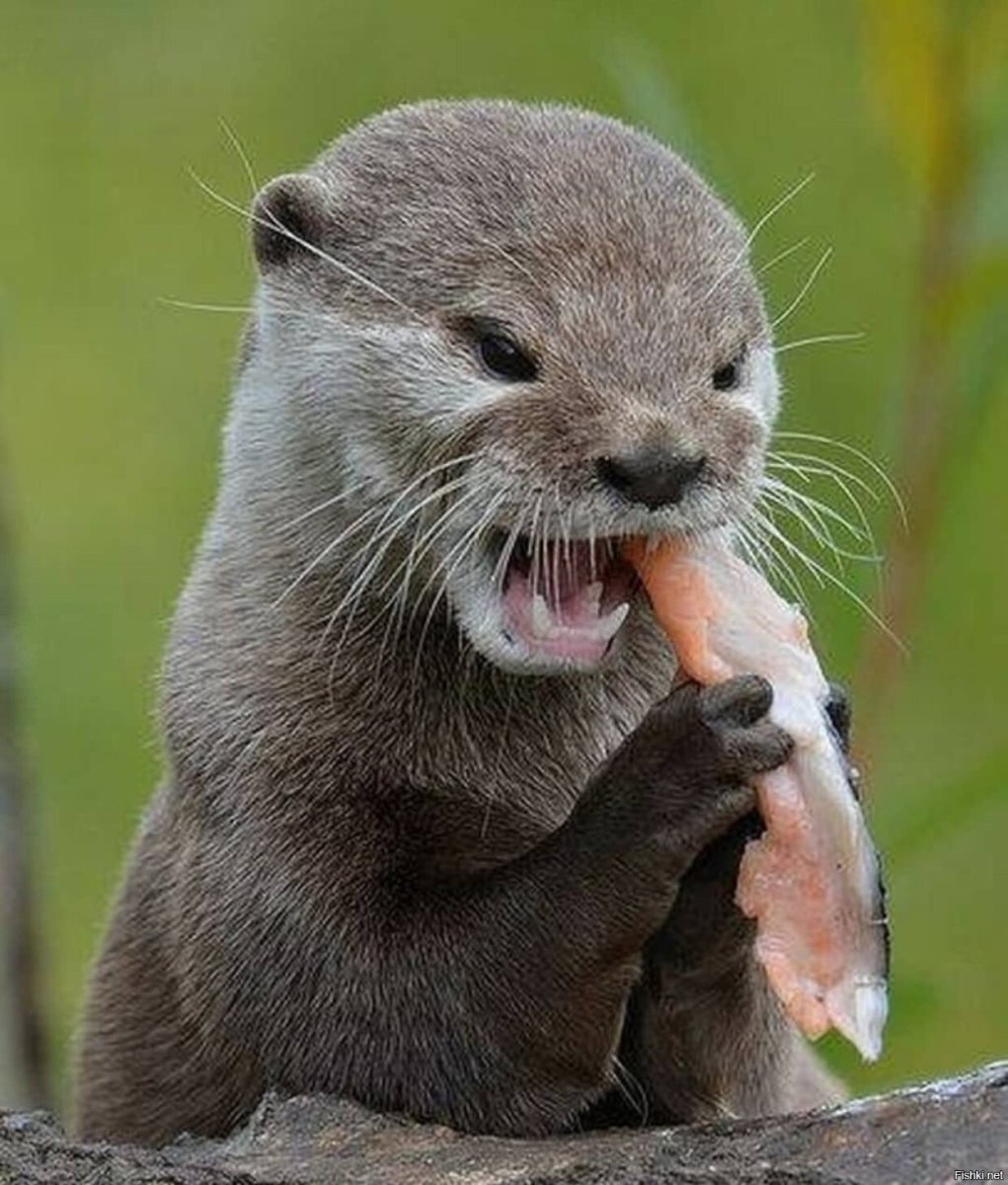 Азиатская бескоготная выдра