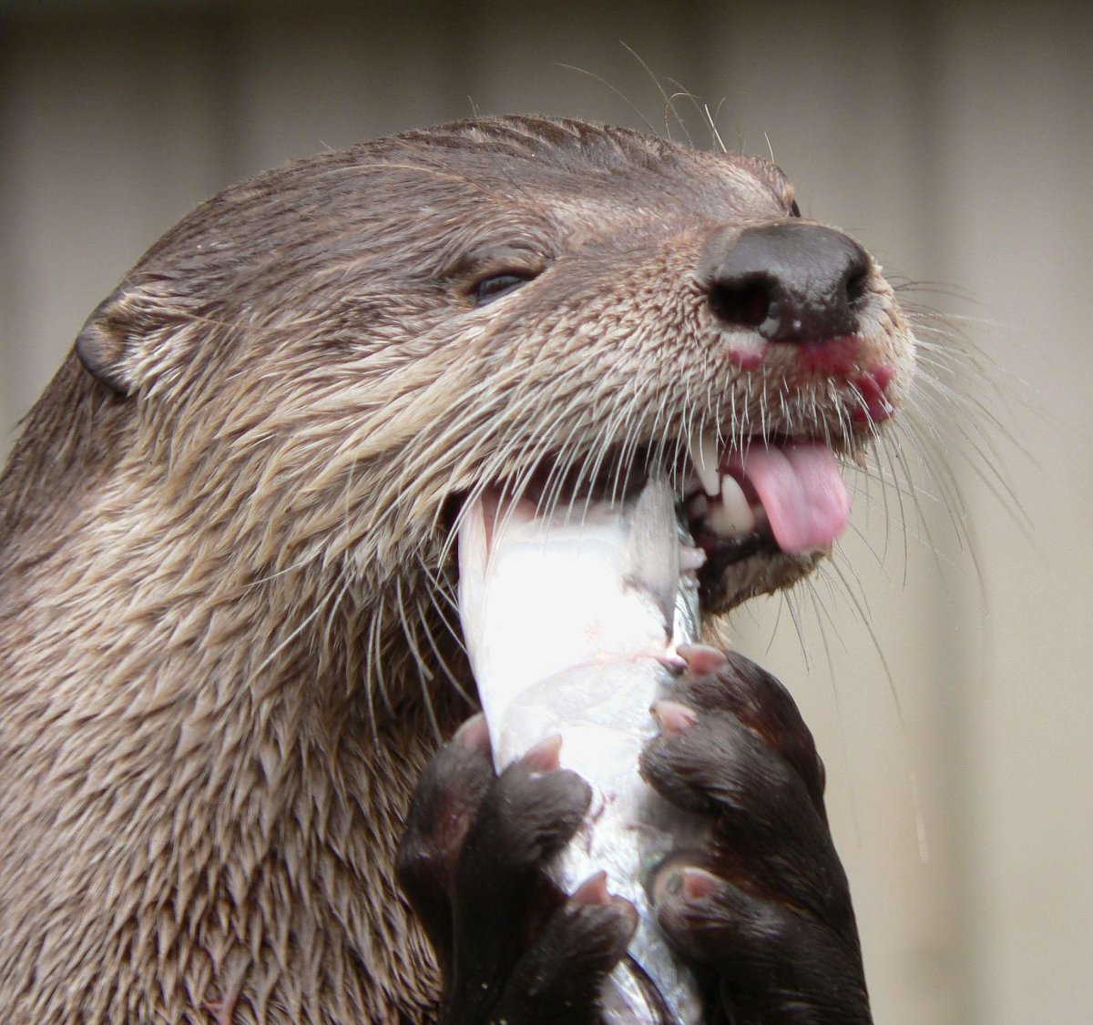 Выдра Речная