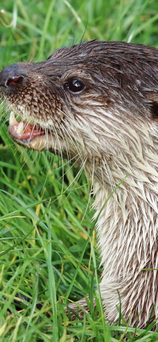 Лесная выдра