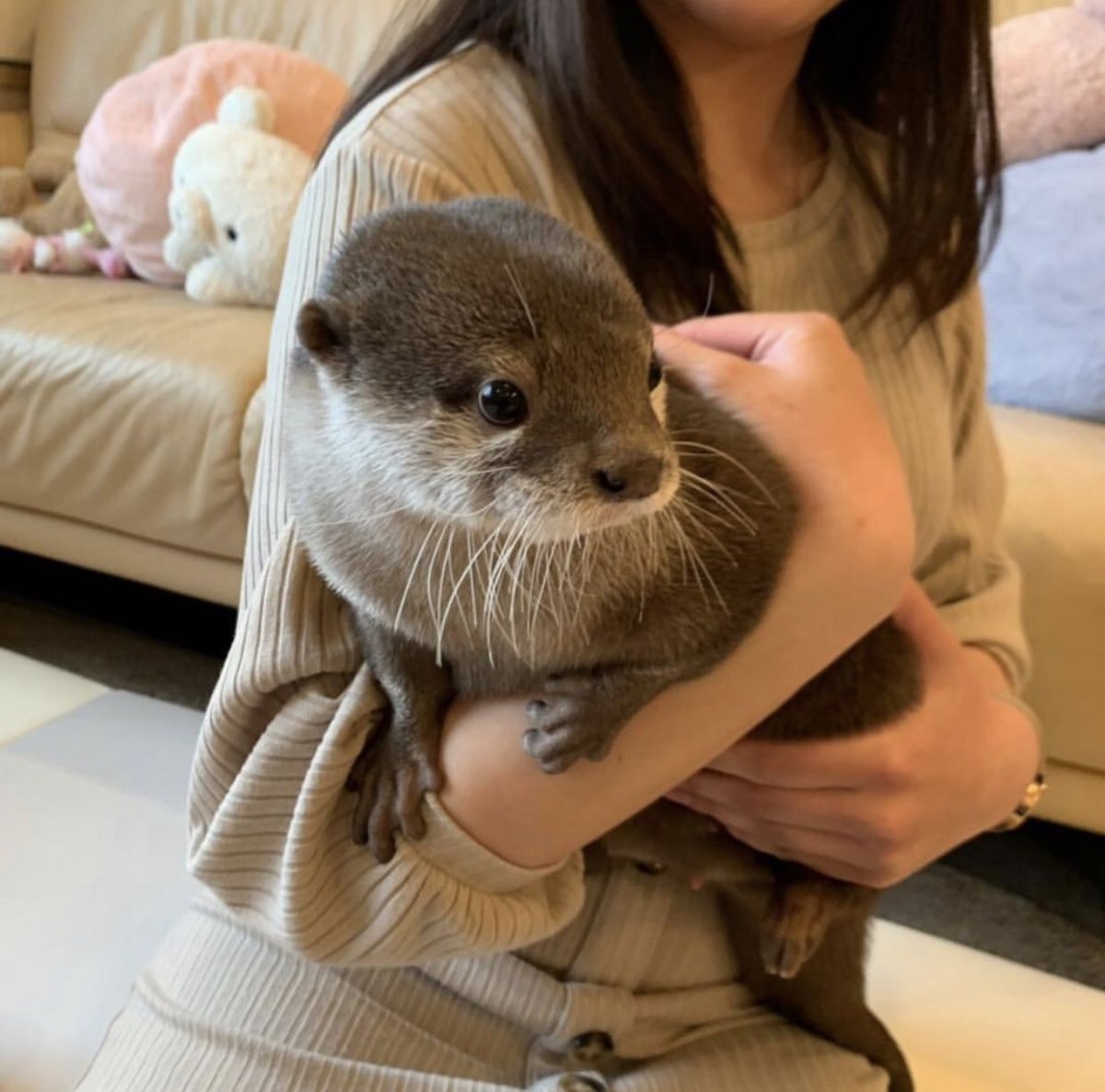 Карликовая выдра