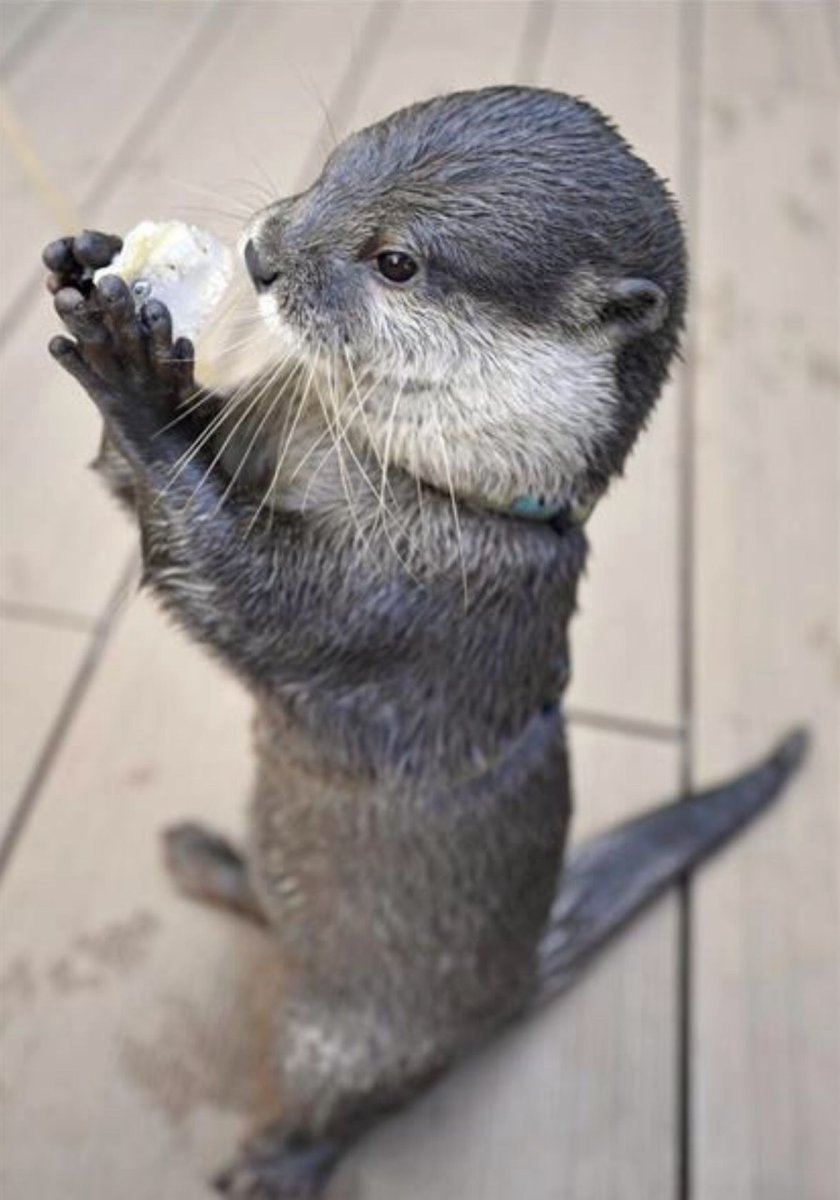 Выдренок Отто