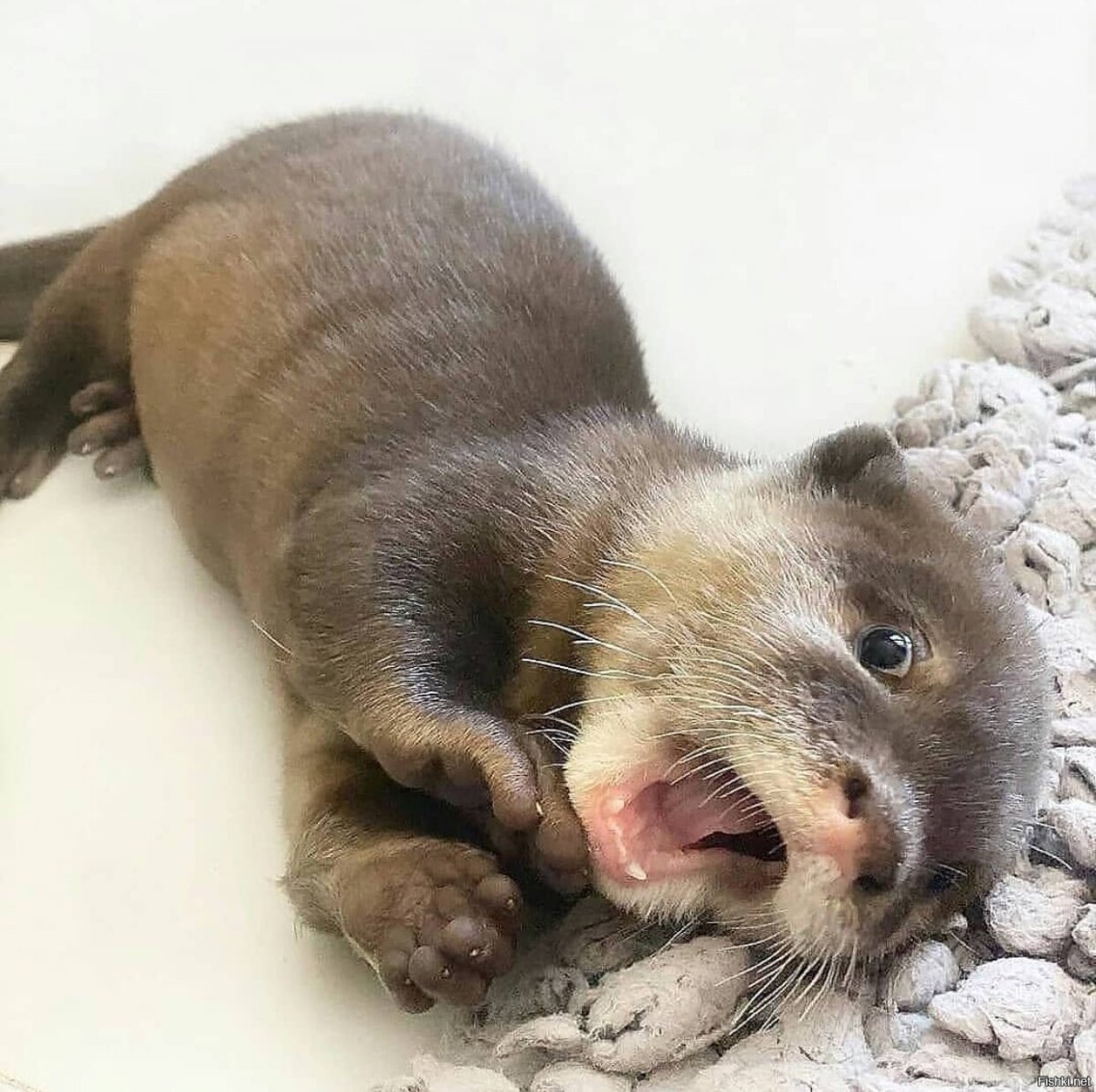 Выдренок Отто