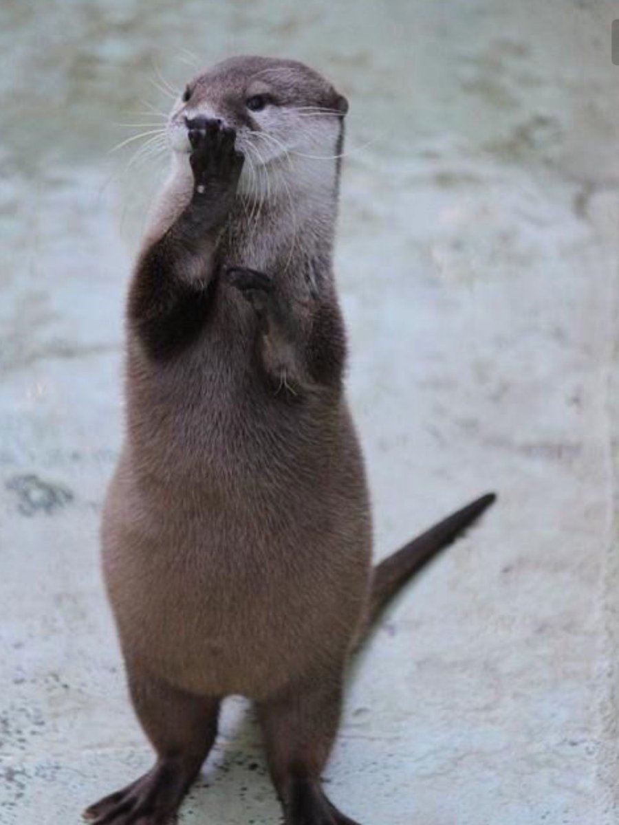 Выдра тыдра