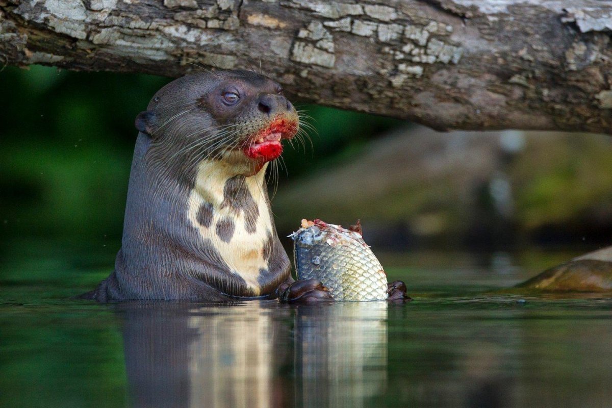 Добрая выдра