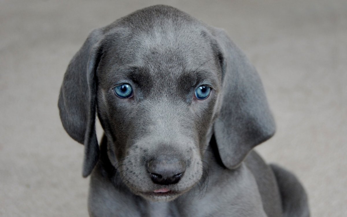 Веймаранер серый