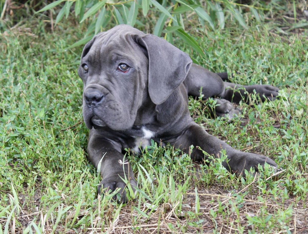 Кане Корсо серый