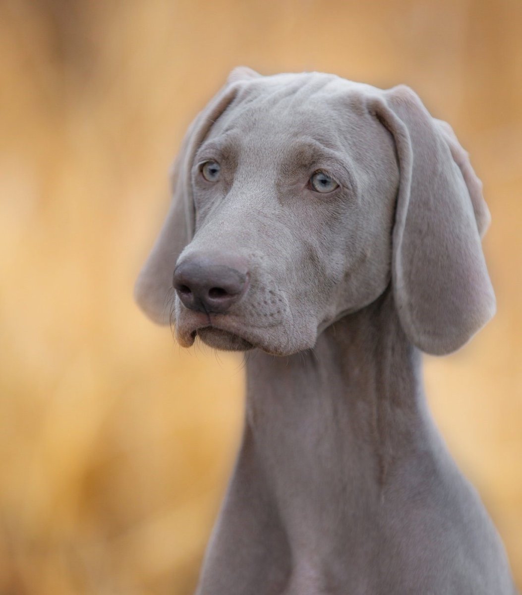 Гончая Веймаранер