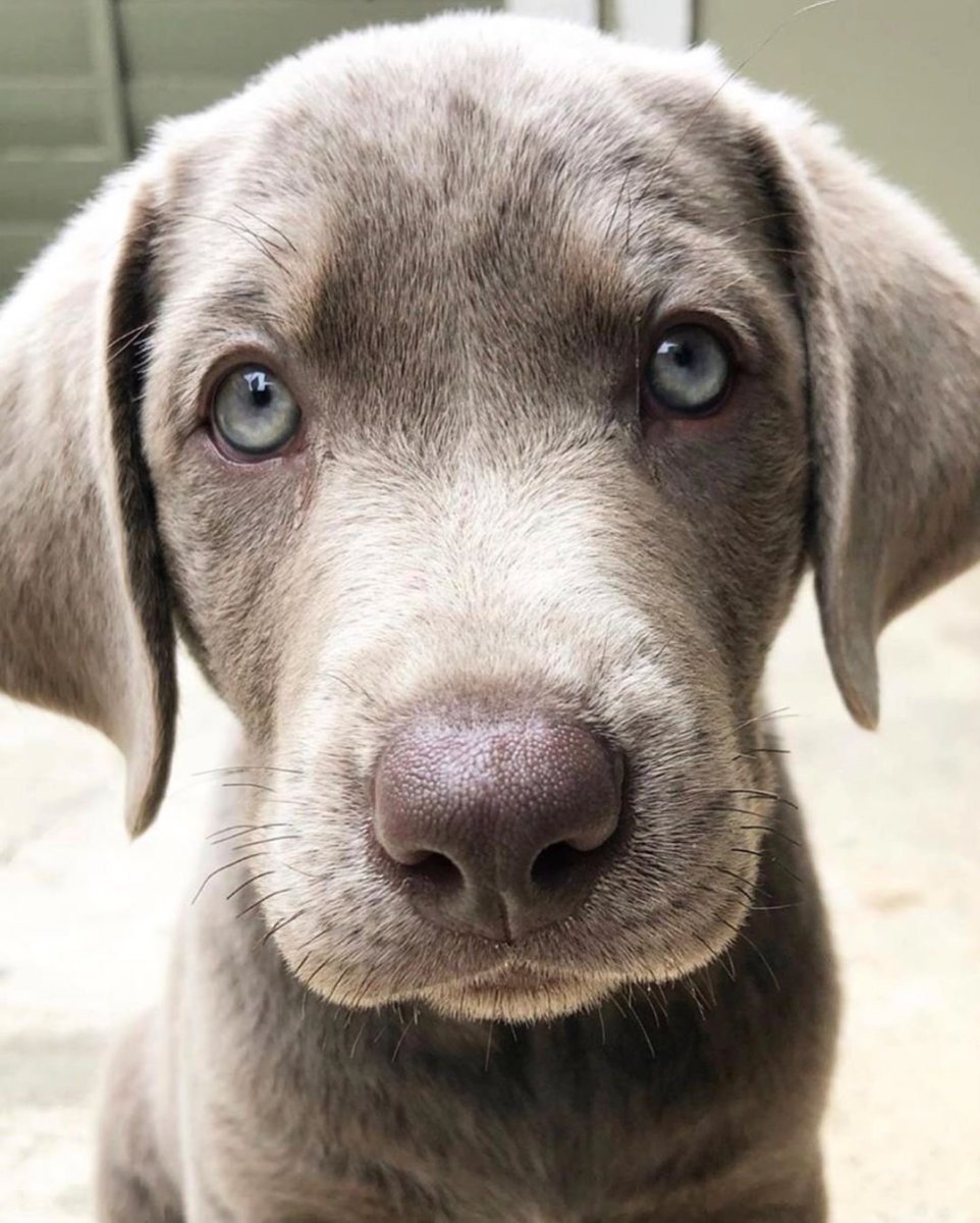 Сильвер лабрадор