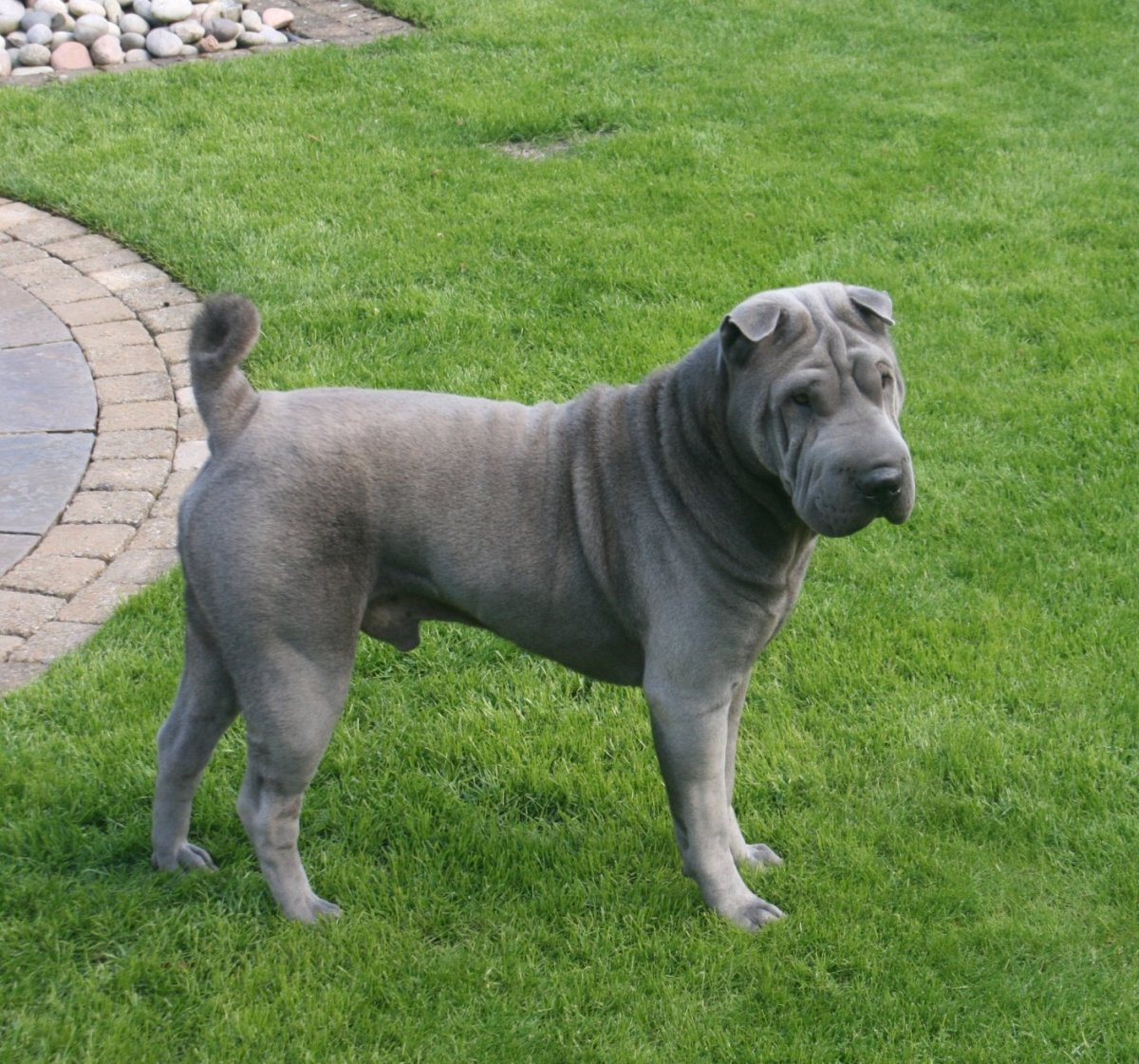 Шарпей бойцовская порода