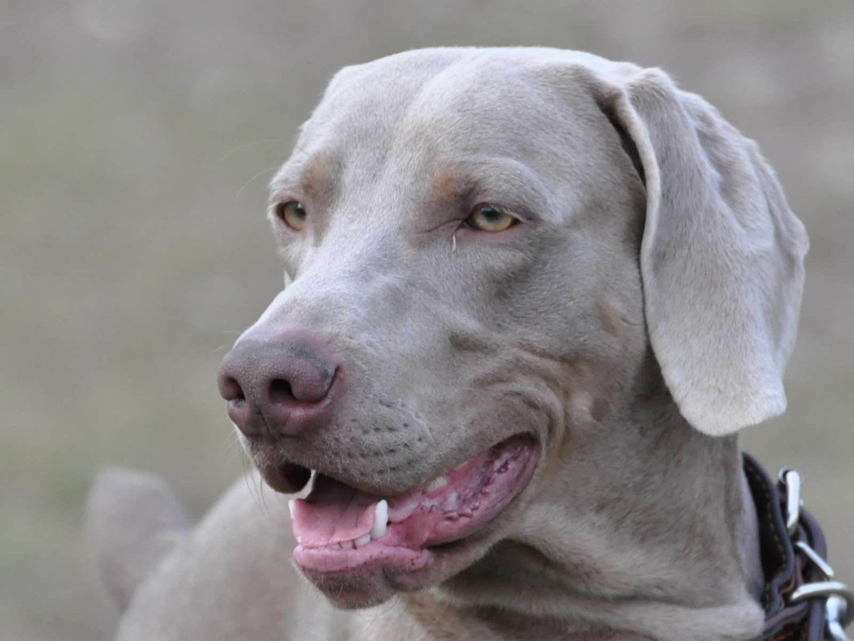 Немецкая легавая Веймаранер