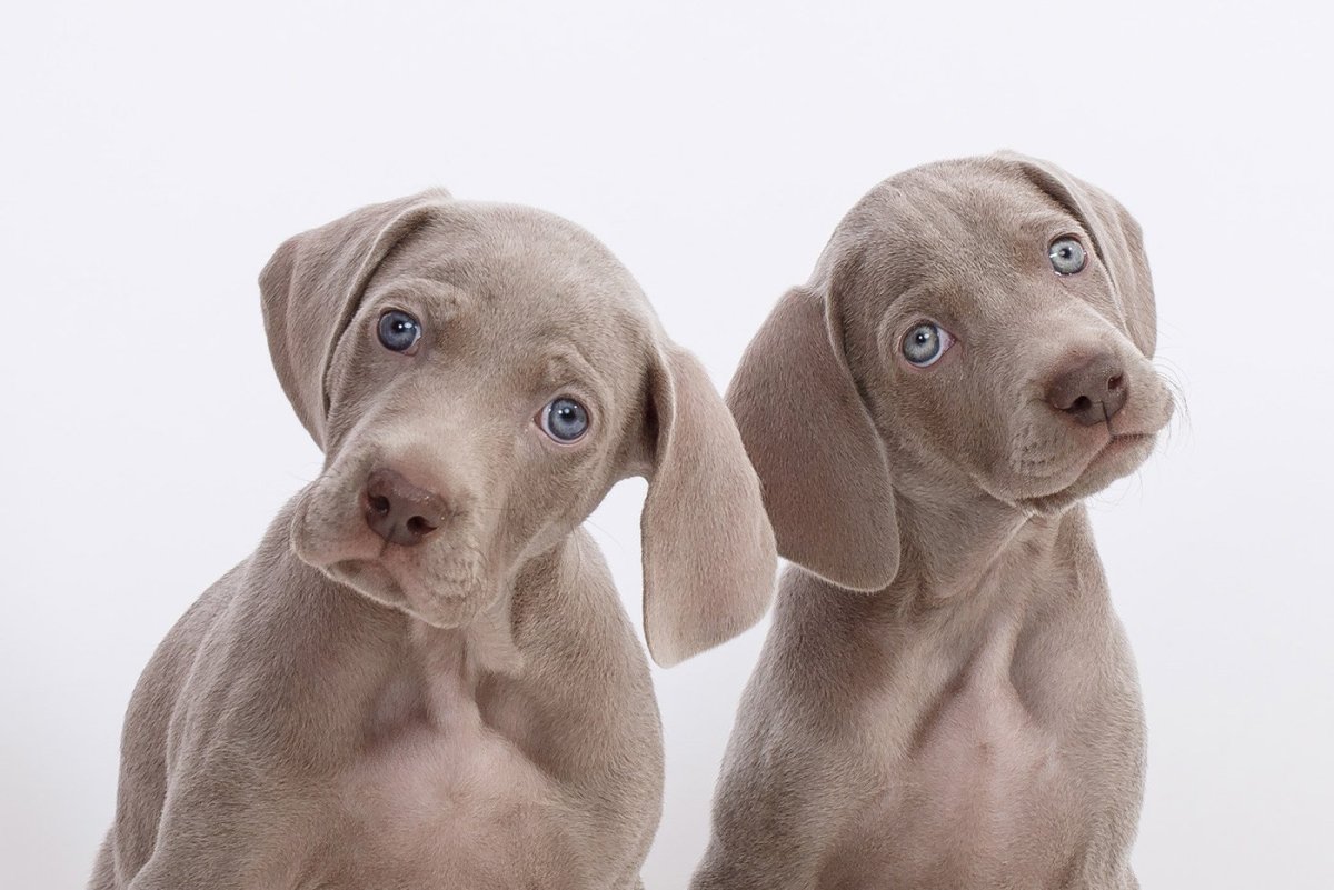 Веймаранер голубой