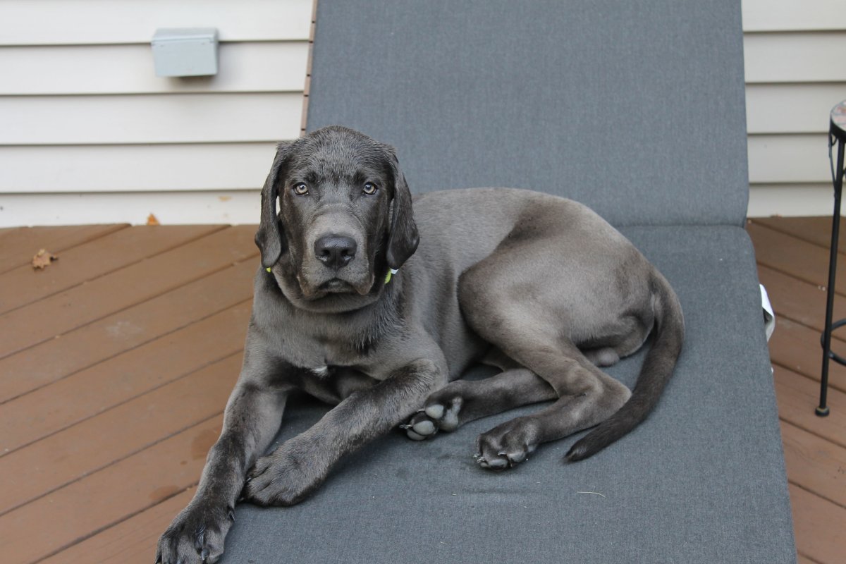 Great Dane Mastiff Mix Puppies