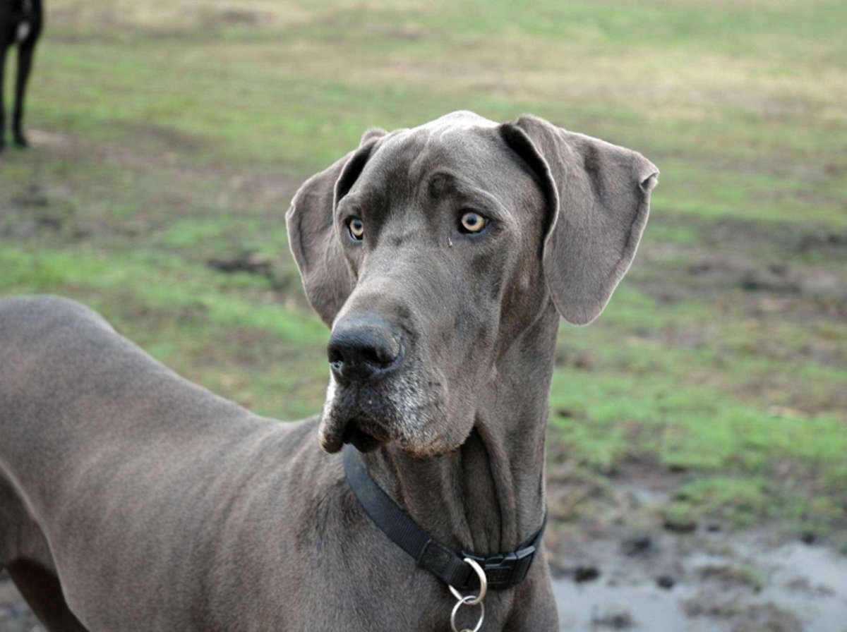 Большая серая собака порода